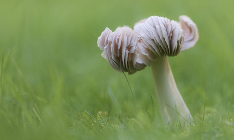Pink Waxcap