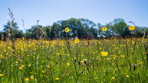Birches Farm meadow